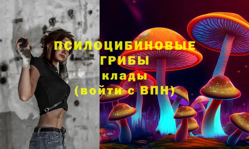 Псилоцибиновые грибы Cubensis  Верещагино 