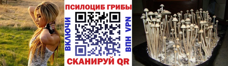 купить наркотики цена  Верещагино  Псилоцибиновые грибы Psilocybe 